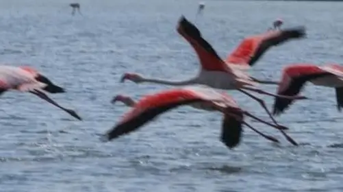 Пелікани та рожеві фламінго