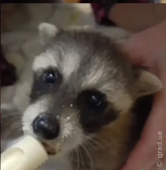 енот Ракета