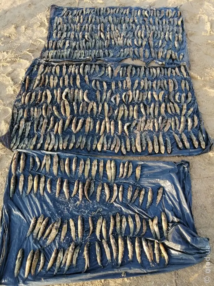 Чоловік виловив бичків на 800 тисяч гривень