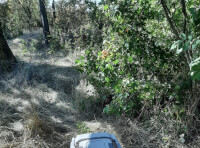 Підсоколика відпустили на волю