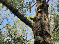 Підсоколик на волі