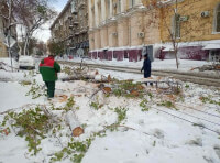 рухнуло дерево