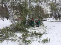 уборка дерева