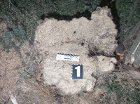 Поліцейські повідомили про підозру трьом жителям Одещини у незаконній порубці дерев_1