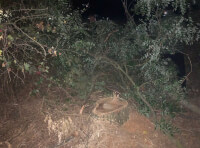 Поліцейські повідомили про підозру трьом жителям Одещини у незаконній порубці дерев_2