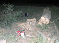 Поліцейські повідомили про підозру трьом жителям Одещини у незаконній порубці дерев_3