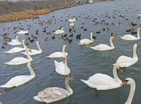 птицы на переправе