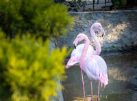 фламинго