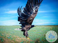 В Одеському зоопарку протягом 20 років успішно вирощують потомство рідкісного птаха_2