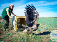 В Одеському зоопарку протягом 20 років успішно вирощують потомство рідкісного птаха