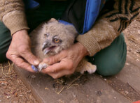 В Одеському зоопарку протягом 20 років успішно вирощують потомство рідкісного птаха_1