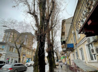 «Міськзелентрест» проведе роботи з санітарного обрізання дерев по вулиці Канатній