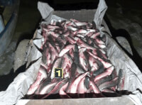 Одеські поліцейські викрили двох жителів  у браконьєрстві