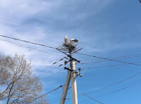 гнездо аиста