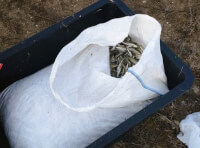 Одеський рибоохоронний патруль затримав браконьєра_1