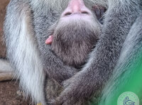 В Одеському зоопарку у зелених мавп народилося дитинча_1