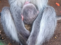 В Одеському зоопарку у зелених мавп народилося дитинча