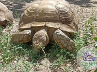 В Одеському зоопарку можна побачити одних з найбільших у світі черепах