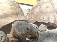 В Одеському зоопарку можна побачити одних з найбільших у світі черепах_1
