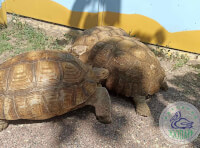 В Одеському зоопарку знов можна побачити одних з найбільших у світі черепах_2