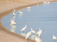 Дика природа Одещини