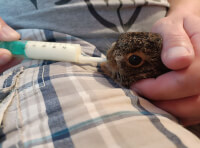 До зоопарку принесли маленьких зайців_1