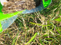 До зоопарку принесли маленьких зайців_2