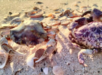 У заповіднику на Одещині викинуло на узбережжя тисячі крабів_1