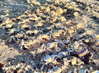 У заповіднику на Одещині викинуло на узбережжя тисячі крабів_3