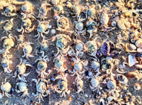 У заповіднику на Одещині викинуло на узбережжя тисячі крабів_2