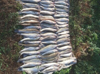 На Одещині рибалки незаконно наловили риби_1