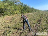 поле конопли