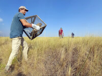 Команда Rewilding Ukraine випустила в степ другу групу степових бабаків
