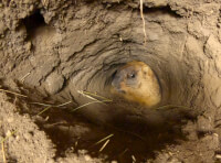 Команда Rewilding Ukraine випустила в степ другу групу степових бабаків_2