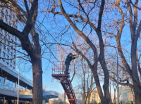 обрезка деревьев в Одессе