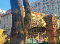 обрезка деревьев в Одессе (1)