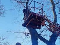 обрезка деревьев в Одессе (2)