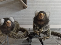 Одесский зоопарк (3)