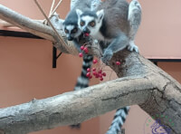 Одесский зоопарк (9)