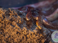 Одесский зоопарк (1)