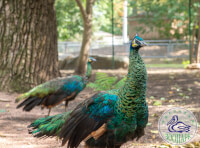 Одесский зоопарк (2)