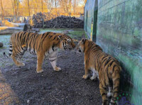 Одесский зоопарк (4)