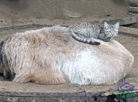 Одесский зоопарк (5)