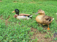 Одесский зоопарк (6)