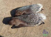 Одесский зоопарк (7)