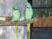 Одесский зоопарк (8)