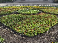 высадка цветов в Одессе (10)