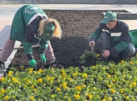 высадка цветов в Одессе (11)