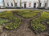 высадка цветов в Одессе (12)