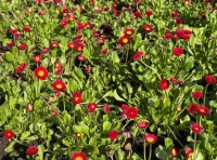 высадка цветов в Одессе (3)